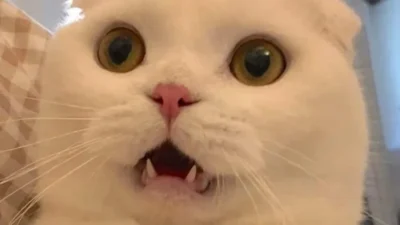 888+ Ảnh Mèo Meme CUTE Hài Hước, Cười Đểu… Ablum Vô Tri