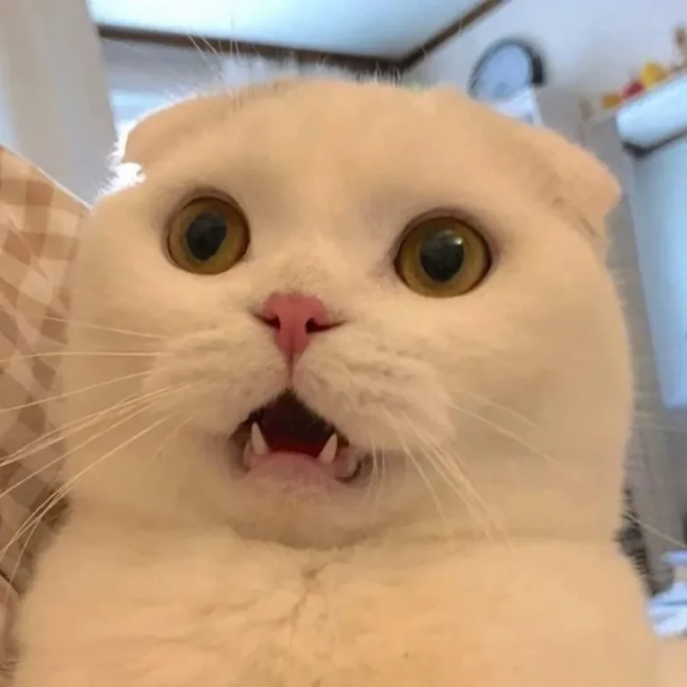 888+ Ảnh Mèo Meme CUTE Hài Hước, Cười Đểu… Ablum Vô Tri