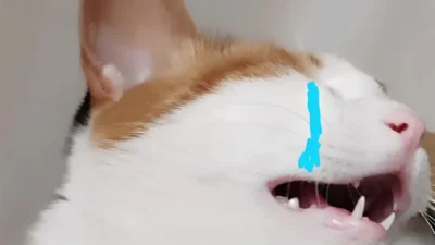 1.000+ Ảnh Meme Khóc (HOT) Siêu Buồn Cười, Mèo Hài Hước