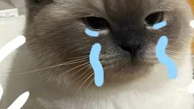5.999+ Ảnh Meme Buồn CƯỜI, Buồn KHÓC “Mèo, Chó, Gấu Trúc”…