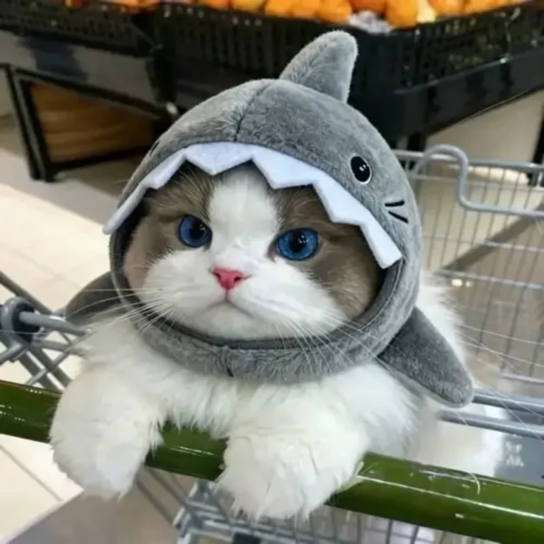 888+ Avatar Ảnh Mèo Cute (MEME) Chibi Anime, Ngộ Nghĩnh