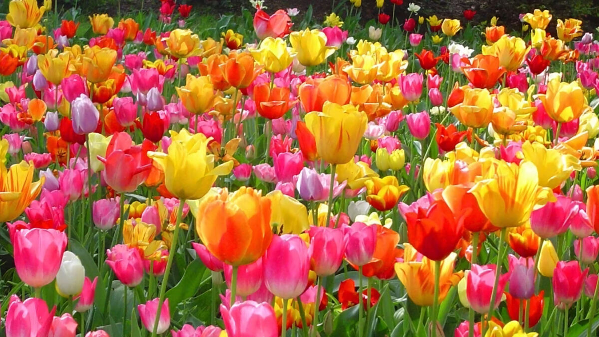 9.427+ Hình Nền Hoa Tulip CỰC Chill Cho Điện Thoại, Máy Tính – ảnh kiểu tóc thực tế