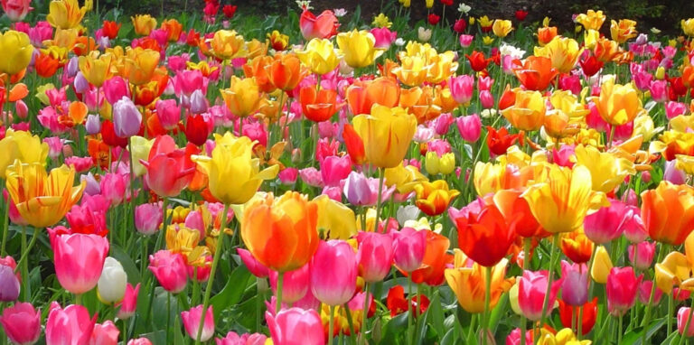 9.427+ Hình Nền Hoa Tulip CỰC Chill Cho Điện Thoại, Máy Tính