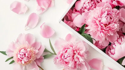 8.888+ Hình Nền Hoa Mẫu Đơn (Full HD, 4K) Peony Tình Yêu