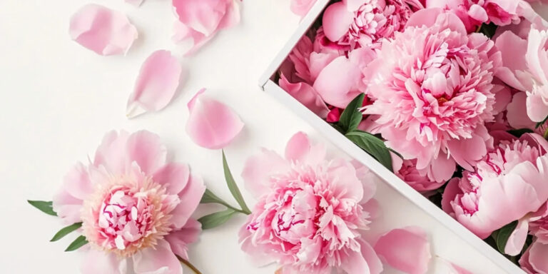 8.888+ Hình Nền Hoa Mẫu Đơn (Full HD, 4K) Peony Tình Yêu